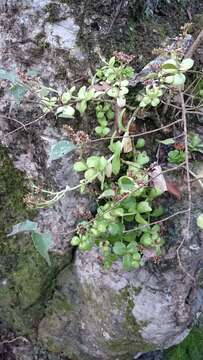 Image of Sedum rhodocarpum Rose