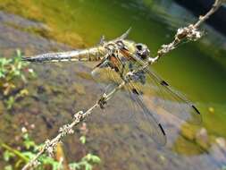 Image of Four-spotted Chaser