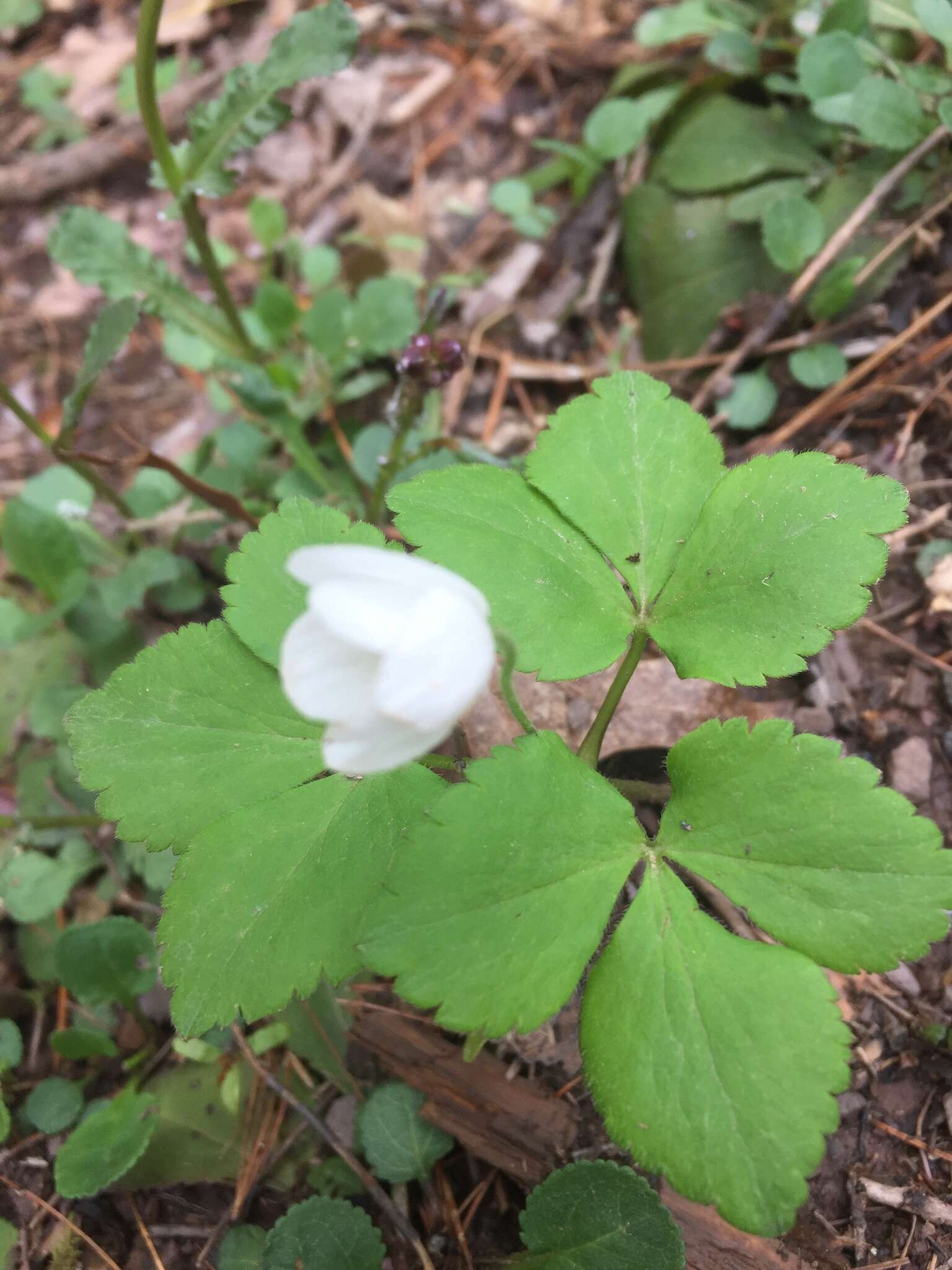 Слика од Anemone lancifolia Pursh