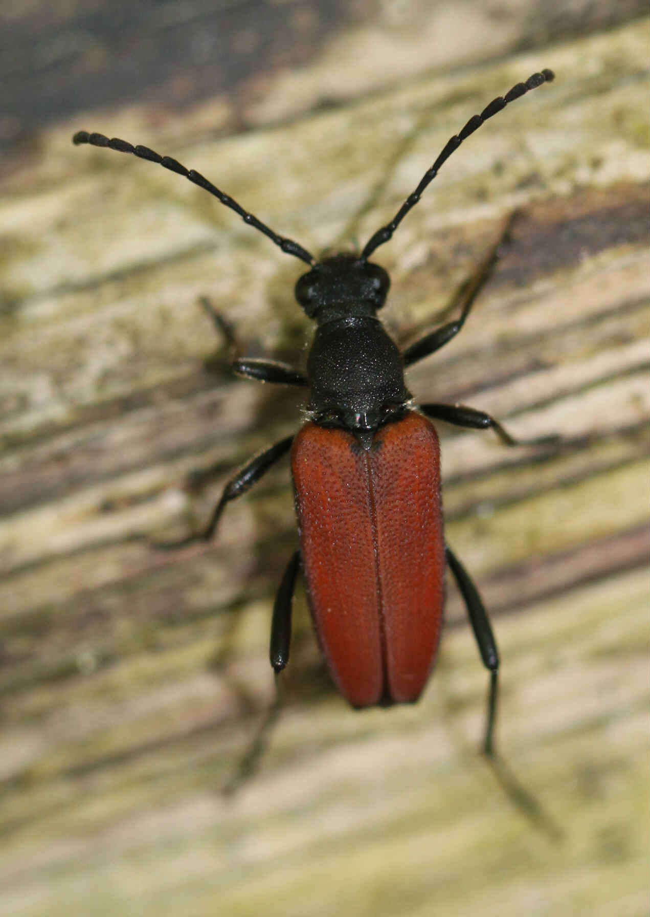 Image of Anastrangalia sanguinolenta (Linné 1761)