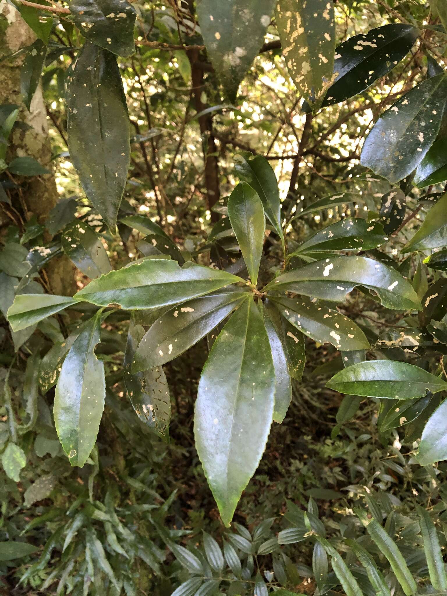 Imagem de Pyrenaria microcarpa (Dunn) H. Keng