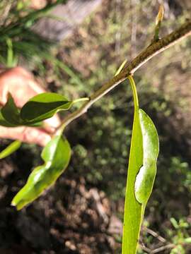 Image of Ehretia saligna var. membranifolia (R. Br.) B. R. Randell