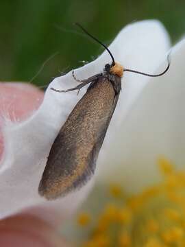 Image of Incurvaria koerneriella Zeller 1839