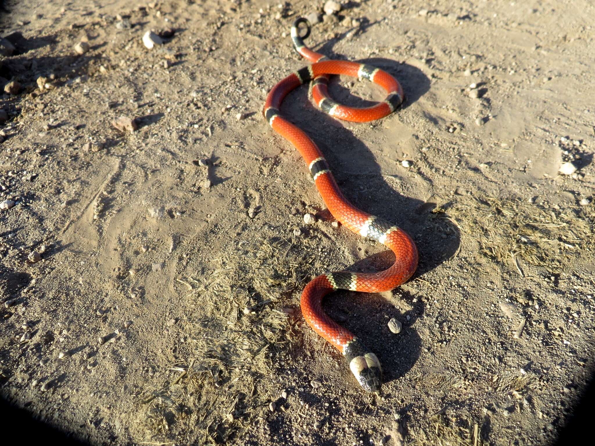 Image of West Mexican Coral Snake