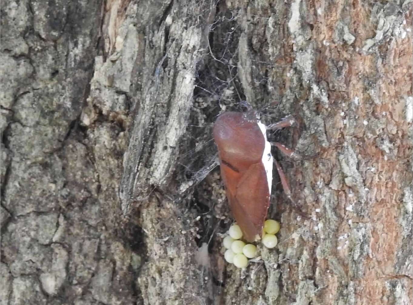 Image of litchi giant stink bug