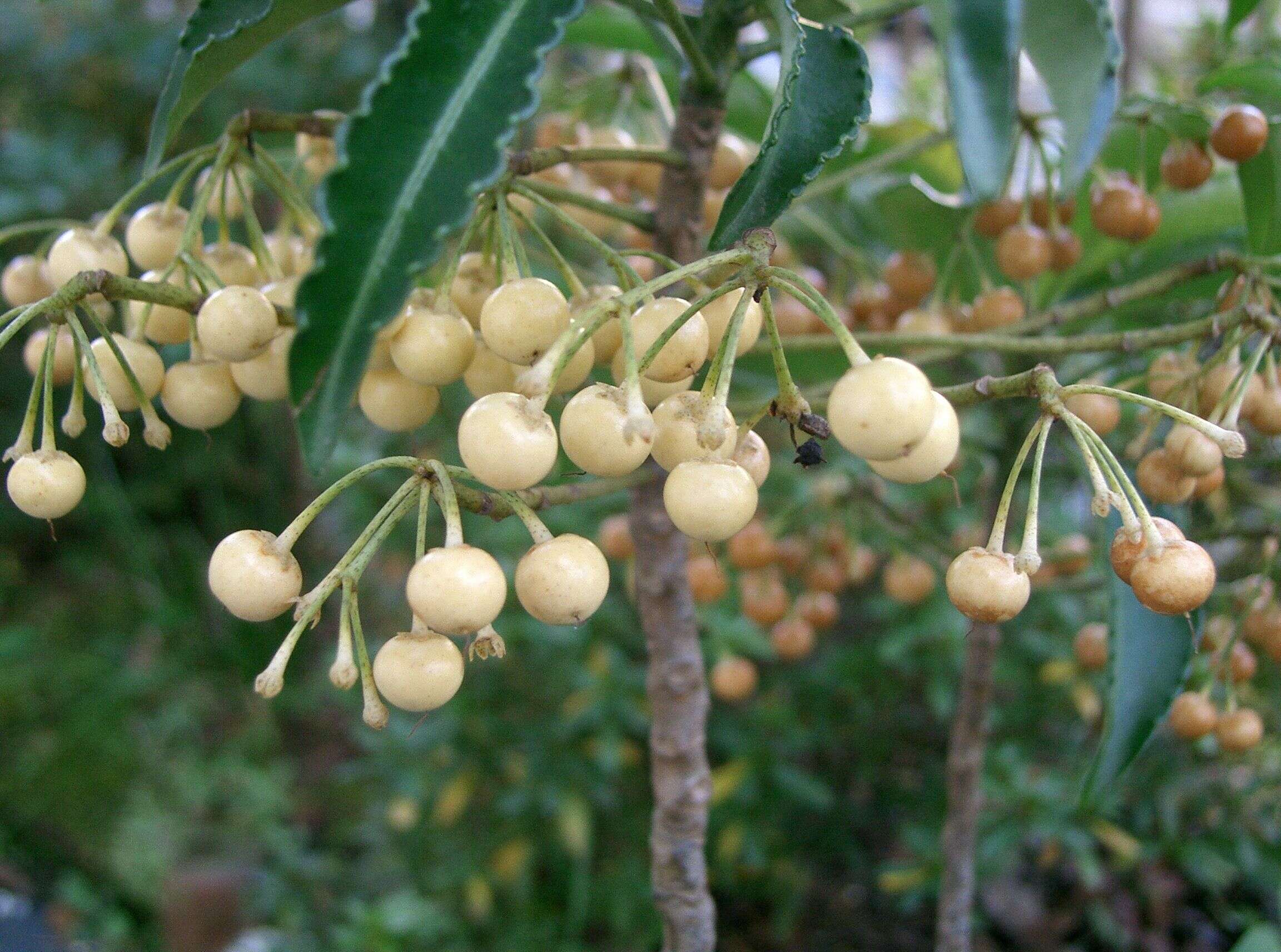 Image of Christmas berry