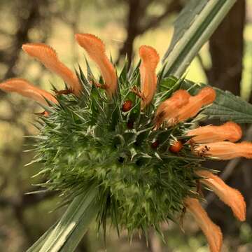 Image of Leonotis nepetifolia var. africana (P. Beauv.) J. K. Morton