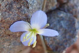 Imagem de Heliophila lactea Schltr.