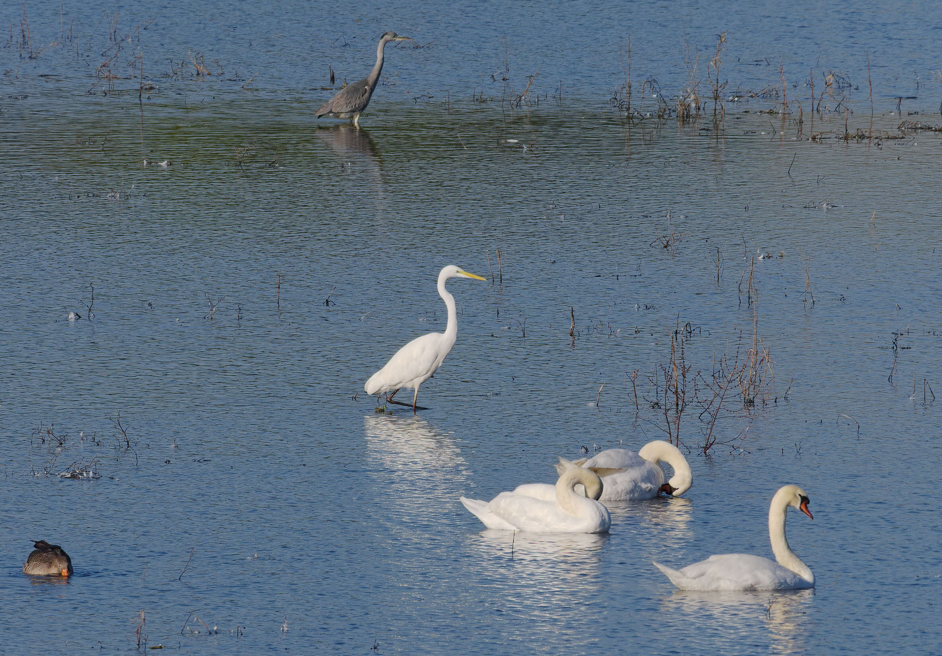 Image of Great Egret