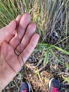 Image of Machaerina juncea (R. Br.) T. Koyama