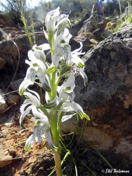 Image of Chloraea multiflora Lindl.