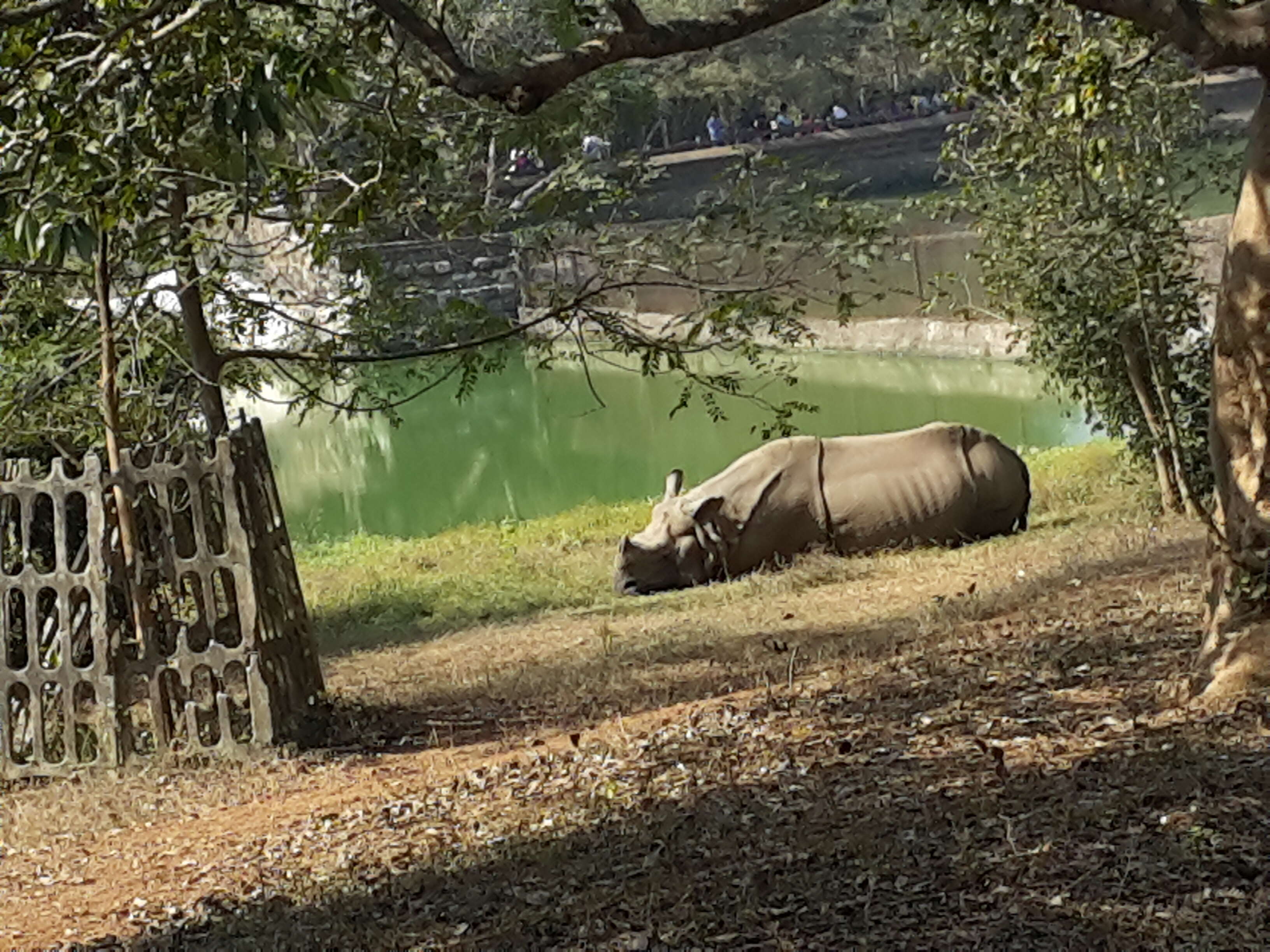 Image of Indian Rhinoceros