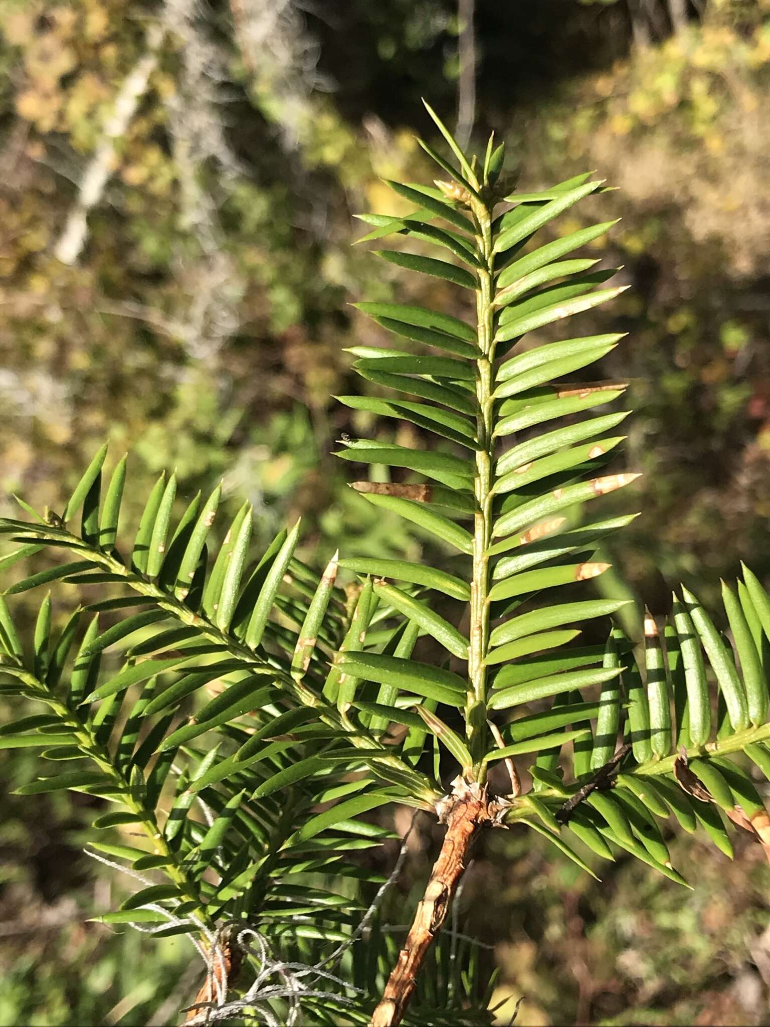 Plancia ëd Torreya taxifolia Arn.