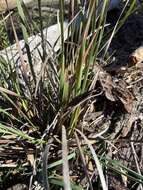 Image of Patersonia sericea var. longifolia (R. Br.) C. Moore & Betche