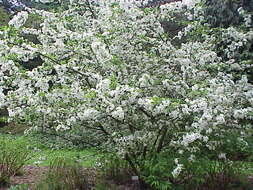 Imagem de Malus sieboldii (Regel) Rehd.