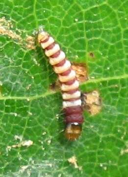 Image of Stripe-backed Moth