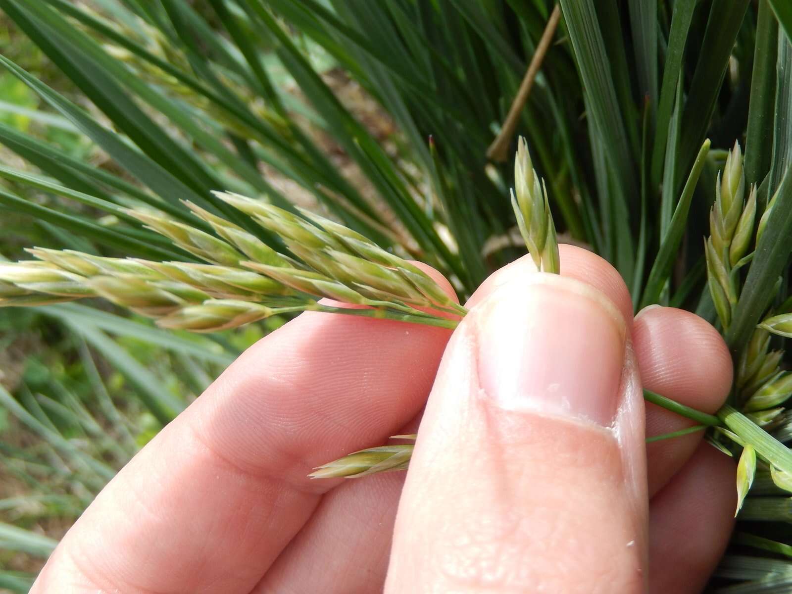 Image of Festuca paniculata (L.) Schinz & Thell.