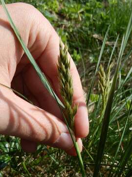 Image of Festuca paniculata (L.) Schinz & Thell.