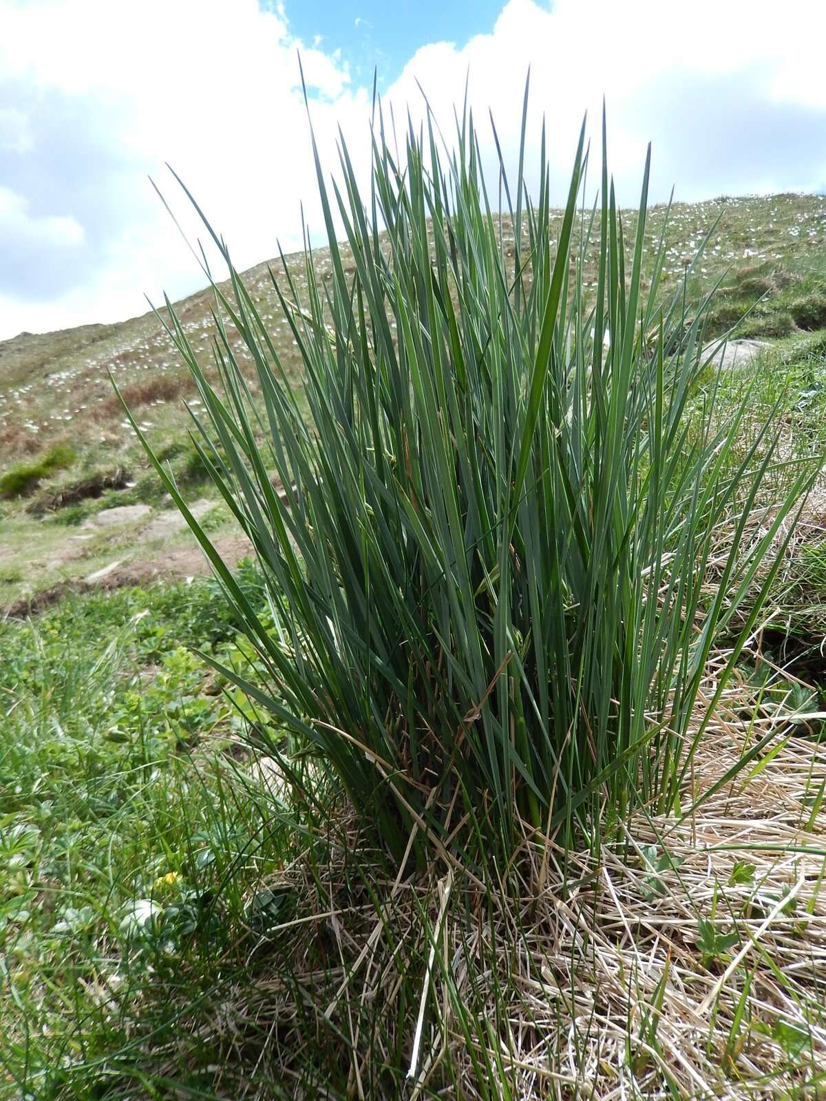 Image of Festuca paniculata (L.) Schinz & Thell.