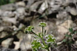 Image of Valerianella uncinata (Bieb.) Dufresne