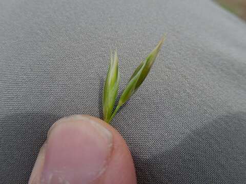 Image of Festuca paniculata (L.) Schinz & Thell.