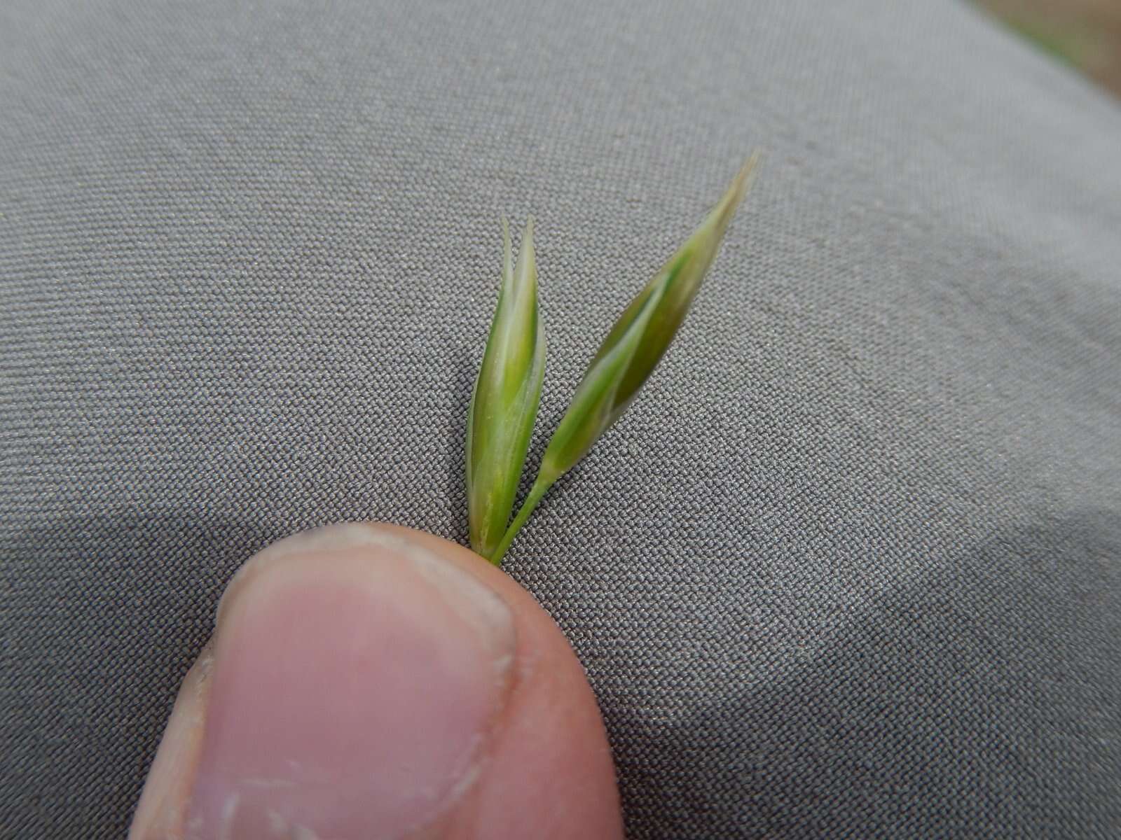 Image of Festuca paniculata (L.) Schinz & Thell.