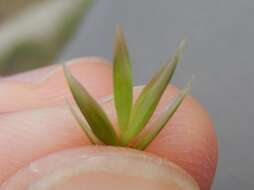 Image of Festuca paniculata (L.) Schinz & Thell.