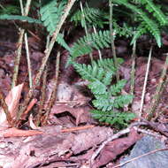 Image of intermediate woodfern