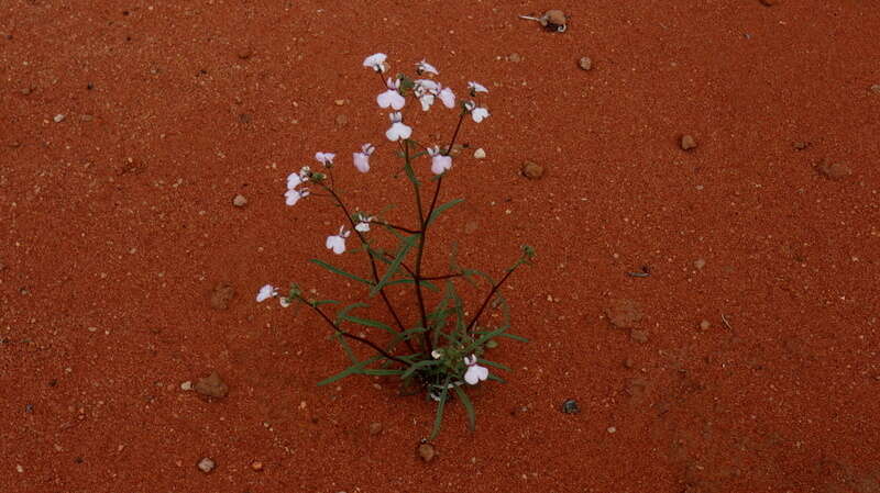 Image of Nemesia saccata E. Mey. ex Benth.