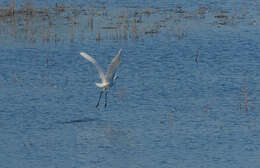 Image of Great Egret