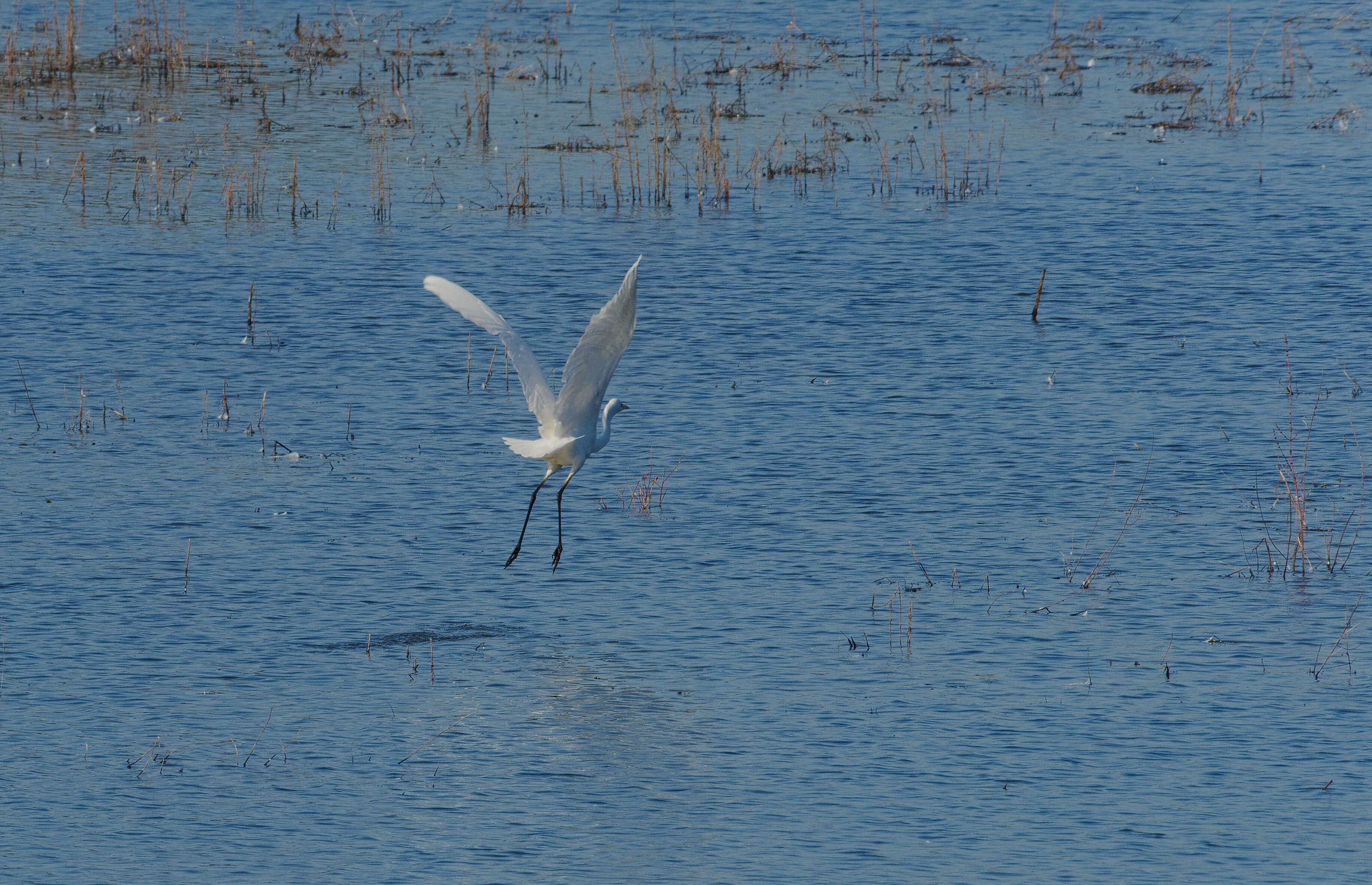 Image of Great Egret