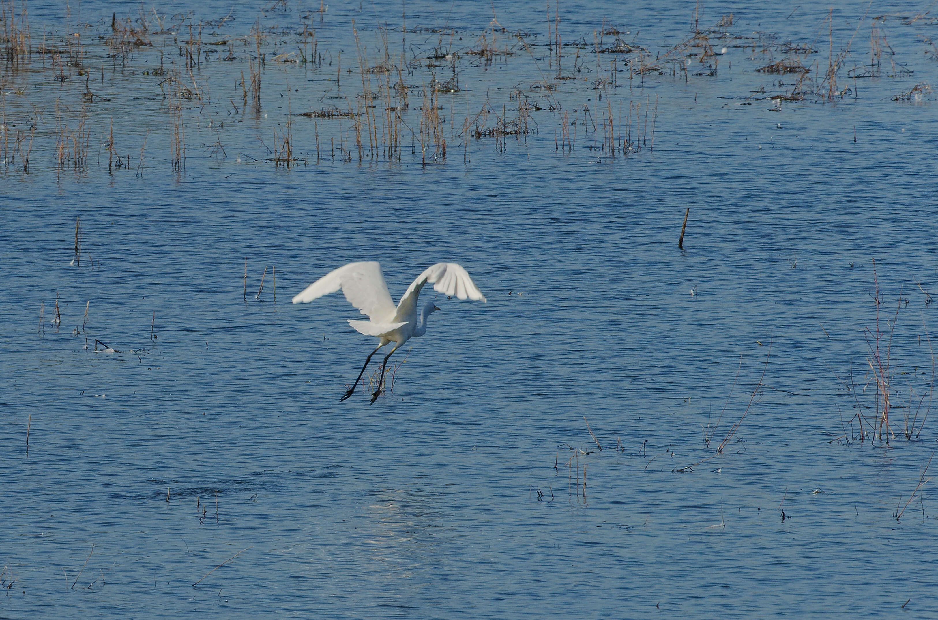 Image of Great Egret