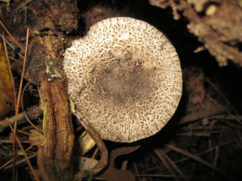 Imagem de Tricholoma atrosquamosum Sacc. 1887