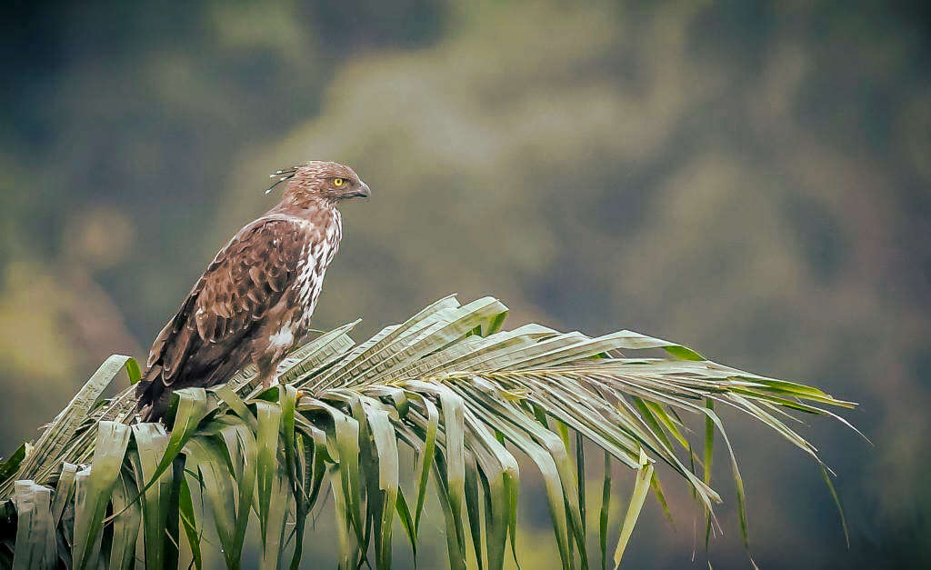 Nisaetus cirrhatus (Gmelin & JF 1788) resmi