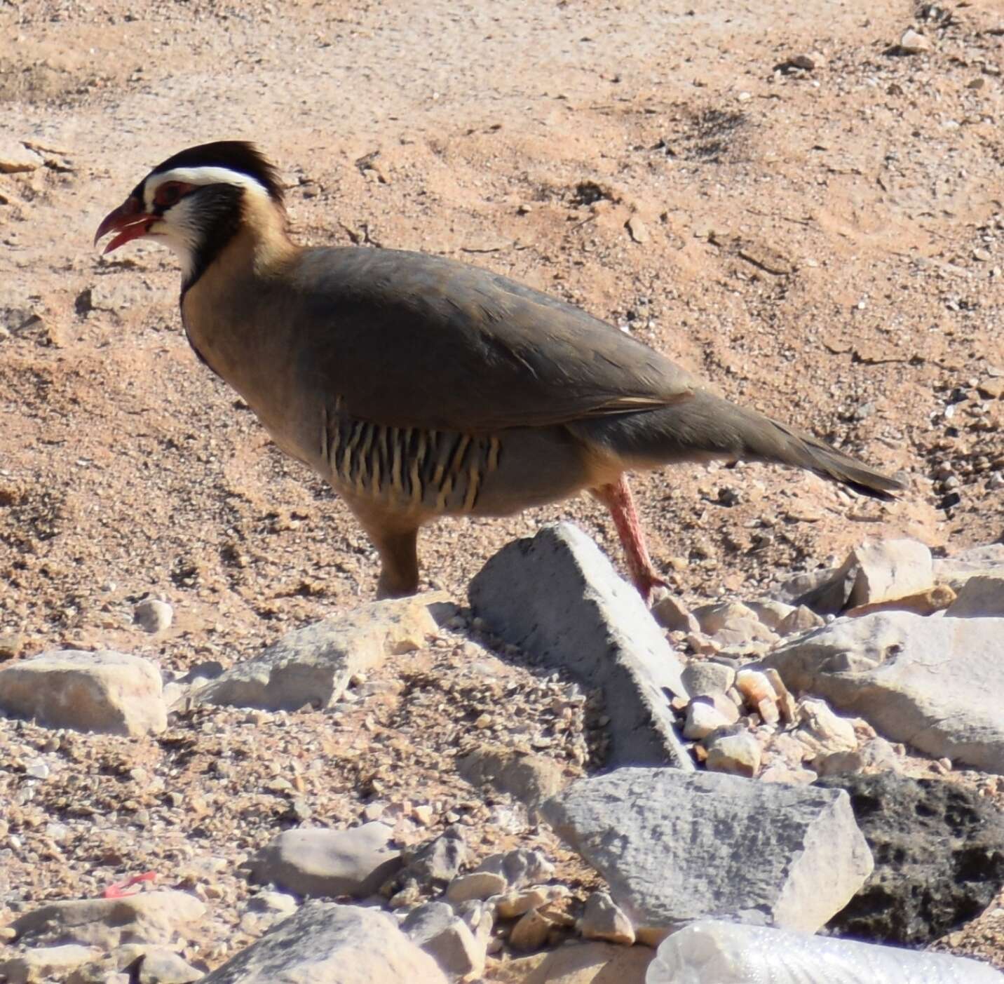 Alectoris melanocephala (Rüppell 1835) resmi