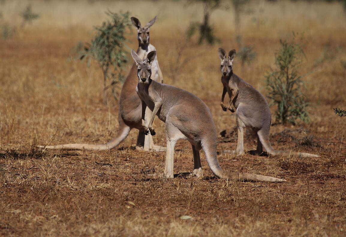 Image of Red kangaroo