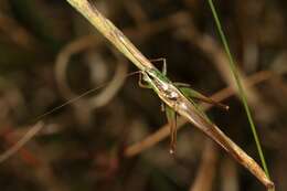 Image of Conocephalus (Anisoptera) bilineatus (Erichson 1842)