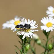 Image of Leafcutter bee