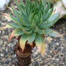 Image of Dudleya ingens