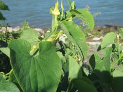 Plancia ëd Aristolochia clematitis L.