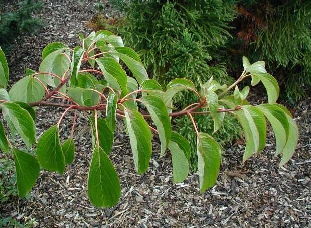 Image of giant dogwood