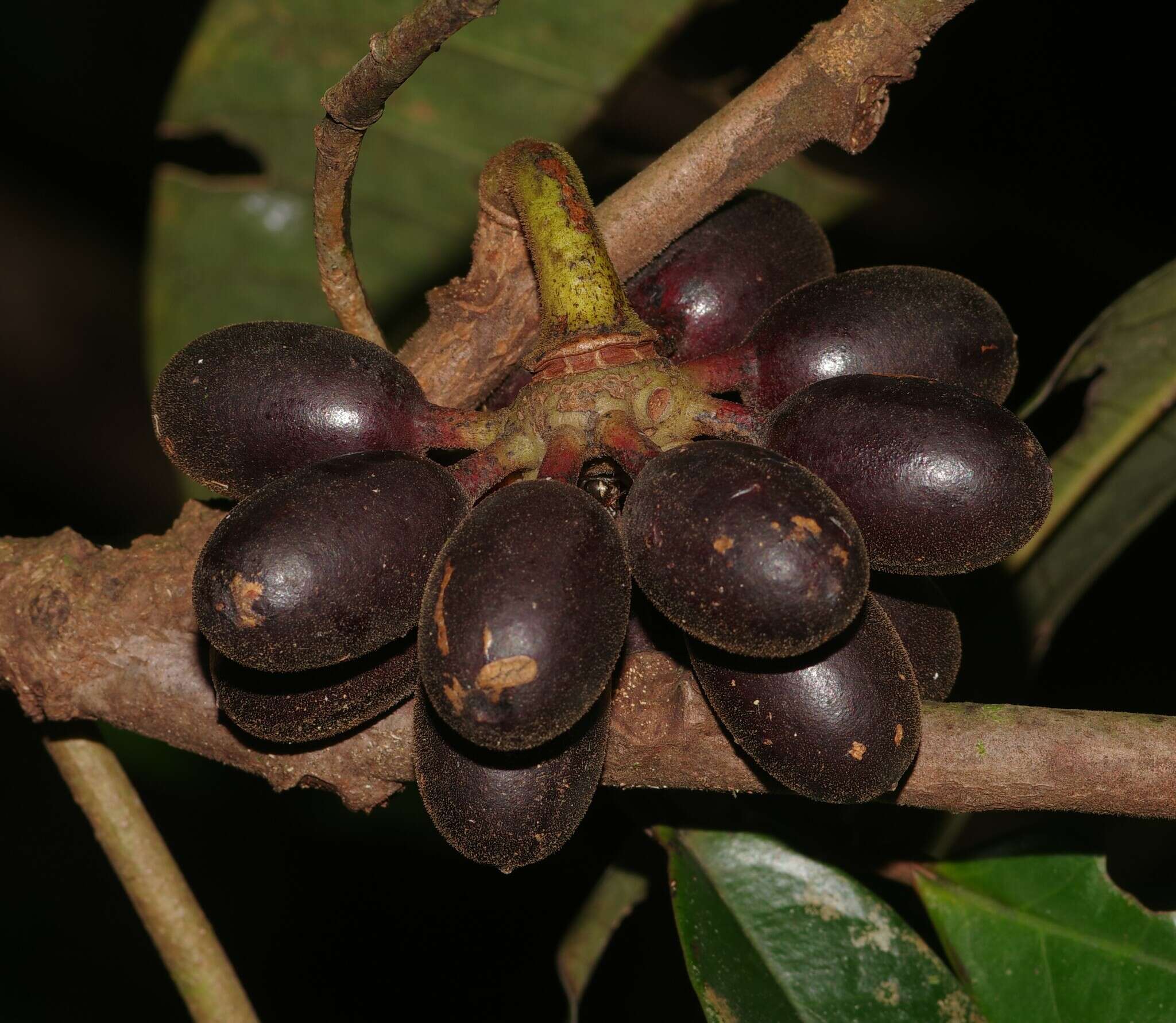 Image of Guatteria guianensis (Aubl.) R. E. Fr.