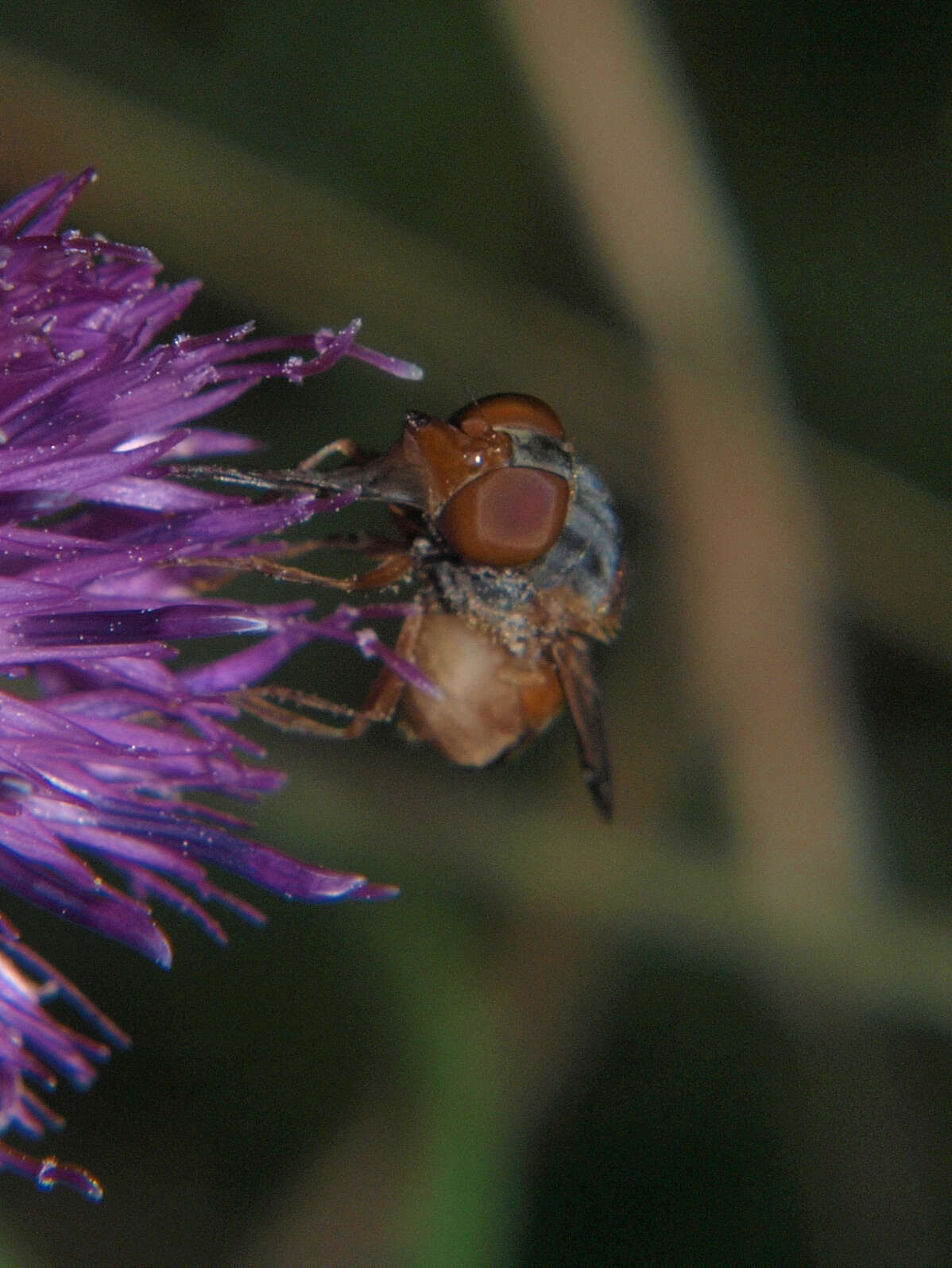 Image of Rhingia rostrata (Linnaeus 1758)