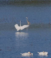 Image of Great Egret