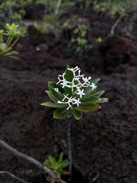 Image of Psychotria rupicola (Baill.) Schltr.