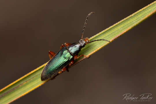 Image of Lepturidea