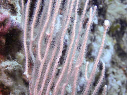 Image of white horny coral