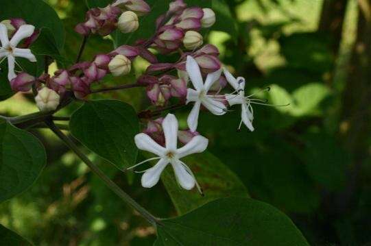 Imagem de Clerodendrum trichotomum Thunb.