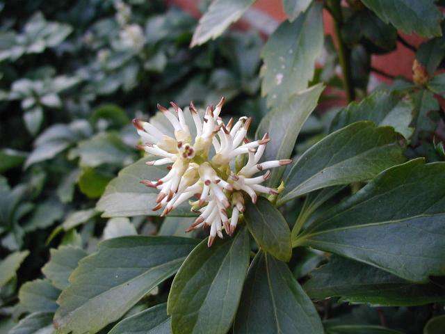 Image of Japanese pachysandra