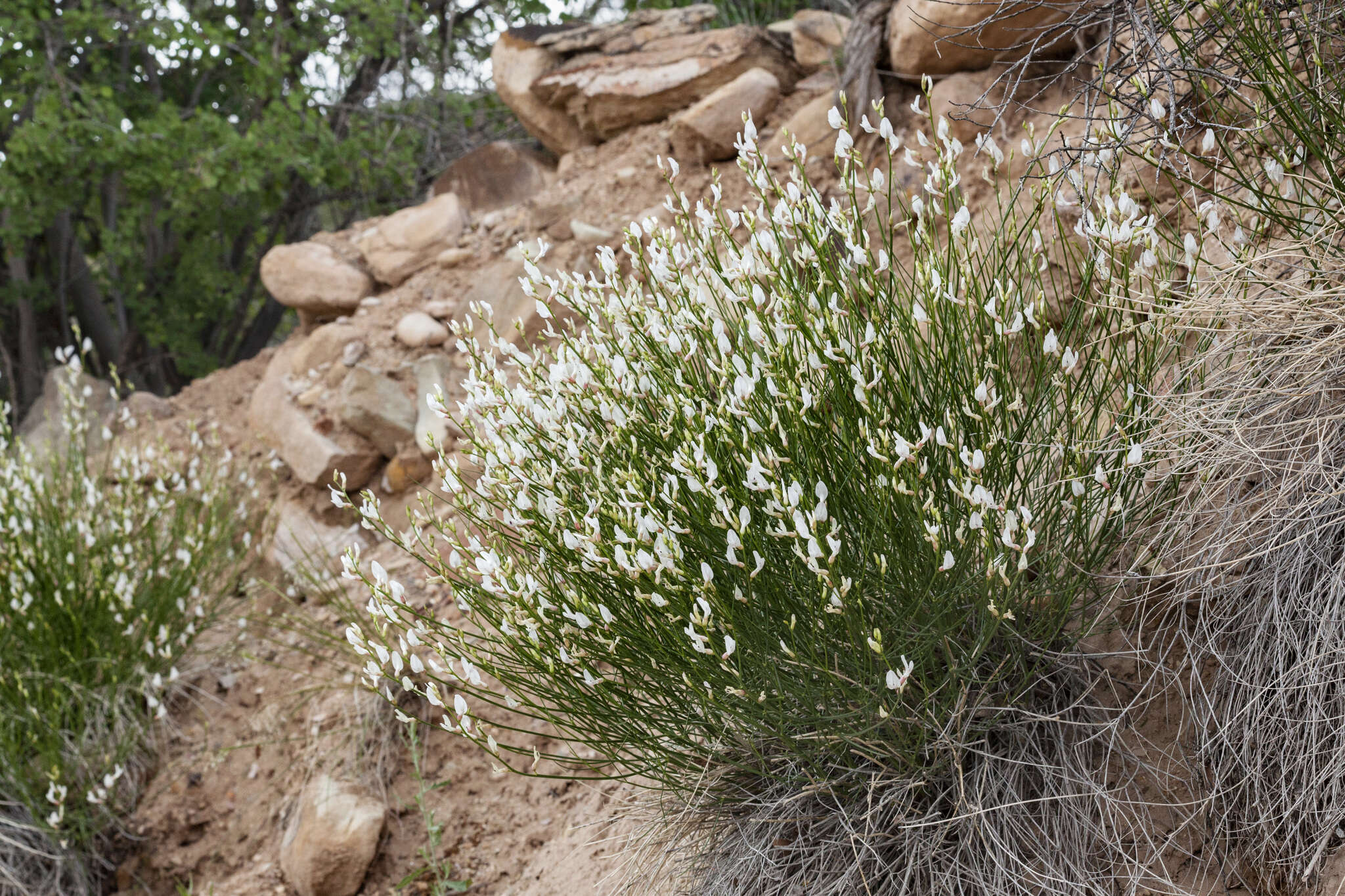 Imagem de Astragalus rafaelensis M. E. Jones